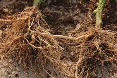 電解水促進植物生長、提高產量